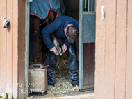 AK060423-81 - Horse having racing shoes fitted